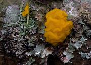 04 Jelly Fungus 6921